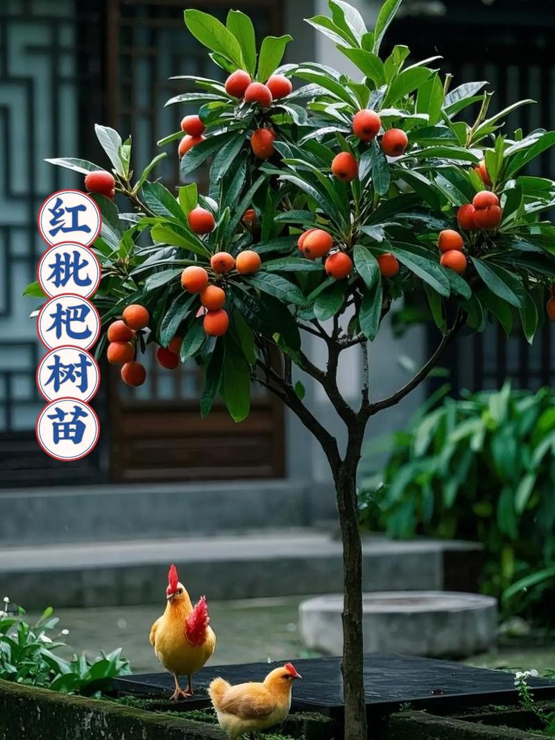 老人上树摘枇杷被困,爬树摘枇杷